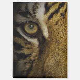 In het oog van een tijger magneet