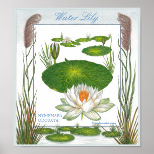 In het Poster Garden ~ Water Lily