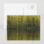 In het water reflecterende bomen briefkaart (Voorkant / Achterkant)