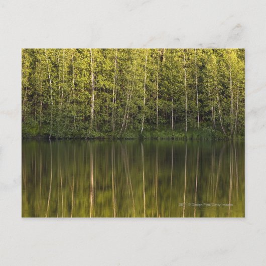 In het water reflecterende bomen briefkaart (Voorkant)