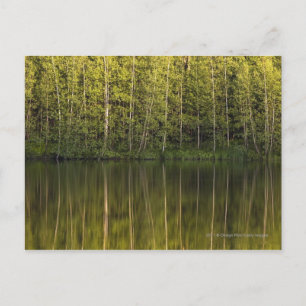 In het water reflecterende bomen briefkaart