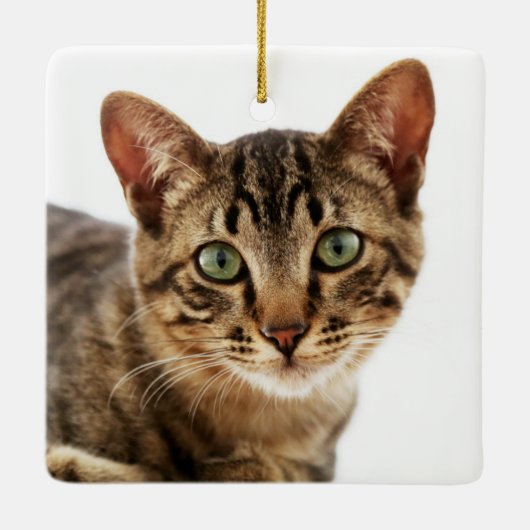 In Liefdevolle Geheugen Kat Foto Gouden Keepsake Keramisch Ornament (Achterkant)