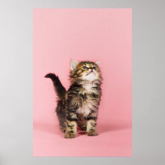  in Pink Kitten Poster (Voorkant)