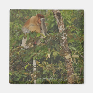 in regenwoud, Borneo, Maleisië Magneet