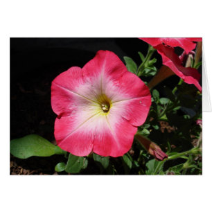 in roze