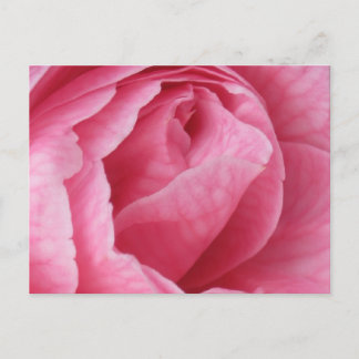  in roze briefkaart
