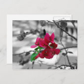 in roze briefkaart (Voorkant / Achterkant)