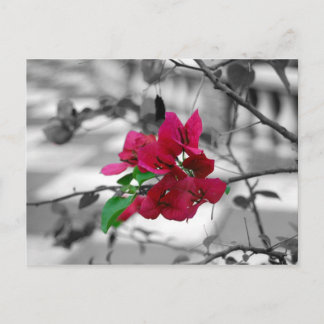  in roze briefkaart