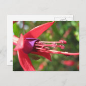  in Roze. Briefkaart (Voorkant / Achterkant)