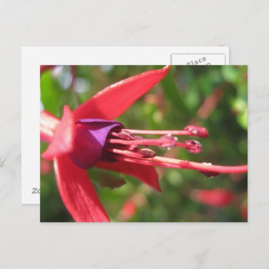  in Roze. Briefkaart (Voorkant / Achterkant)