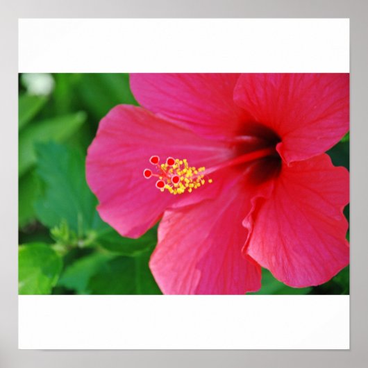  in roze poster (Voorkant)