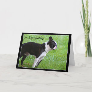 In Sympathie Boston Terrier wenskaart Kaart