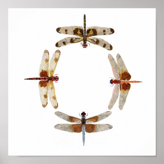In Sync- Cercle des libellules Poster d'Art (Devant)