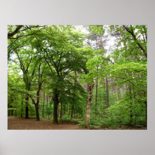 In the Forrest Poster