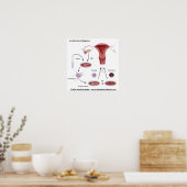 In-vitrofertilisatie (IVF) procedure geëtiketteerd Poster (Keuken)