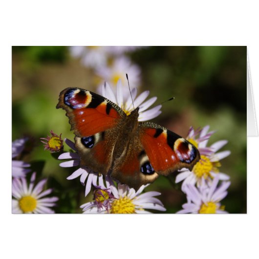 Inachis io (Devant horizontal)