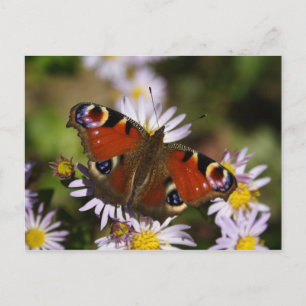 Inachis io briefkaart