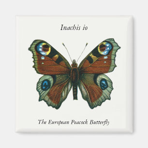 Inachis io - The European Peacock Butterfly Magneet