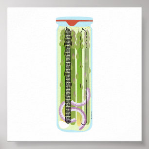 Inblikken van voedsel - geplukte asperges poster