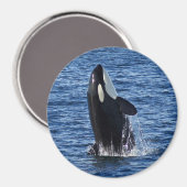 Inbrekende orka (orka (orka) magneet (Voorkant / Achterkant)