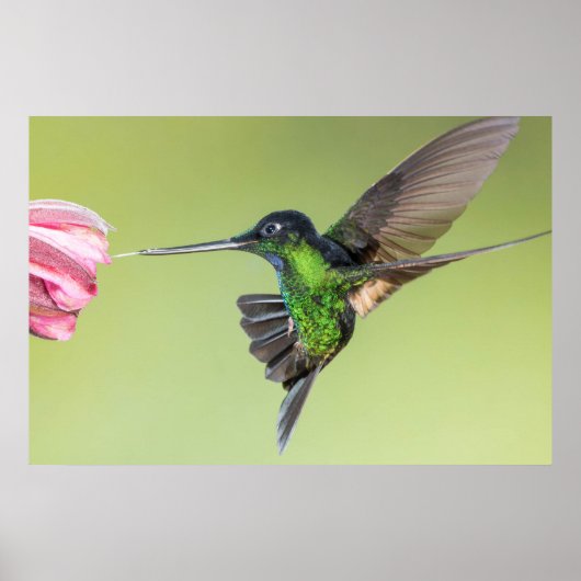 Inca Hummingbird in Flight Pose Poster (Voorkant)