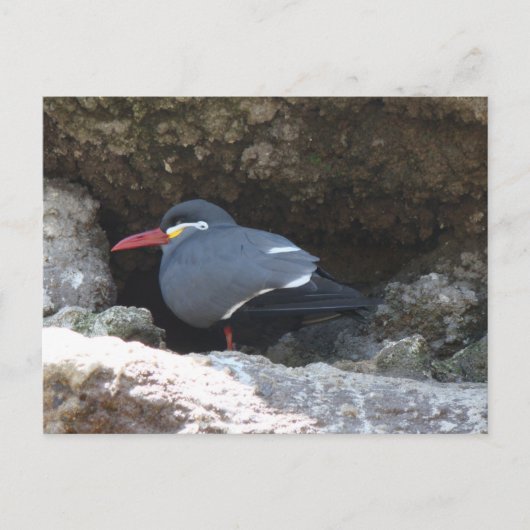 Inca Tern Briefkaart (Voorkant)