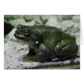 Incilius alvarius (Devant horizontal)