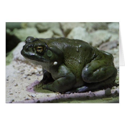 Incilius alvarius (Devant horizontal)