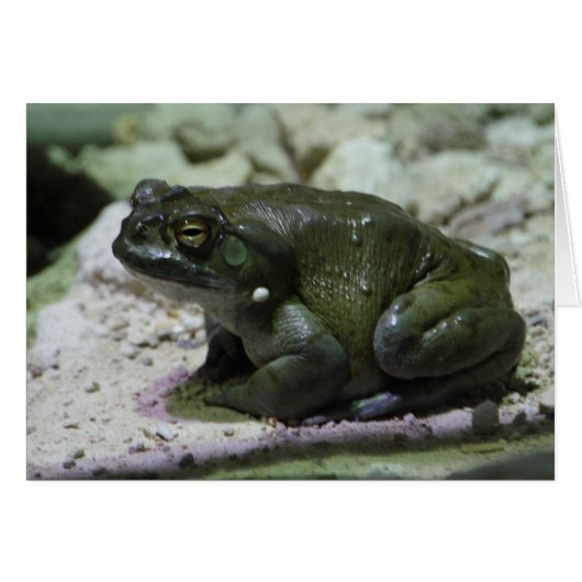 Incilius alvarius (Devant Horizontal)