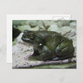 Incilius alvarius briefkaart (Voorkant / Achterkant)