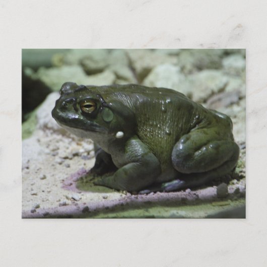 Incilius alvarius briefkaart (Voorkant)