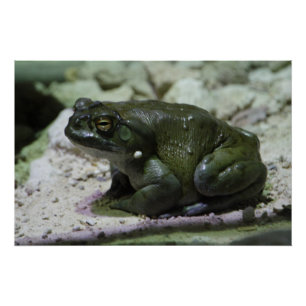 Incilius alvarius perfect poster