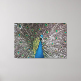 India Blauw Peacock Triptiek Canvas Afdruk