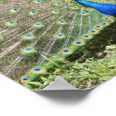 India Blue Peacock Poster (Hoek)