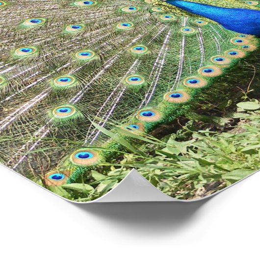 India Blue Peacock Poster (Hoek)