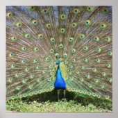 India Blue Peacock Poster (Voorkant)