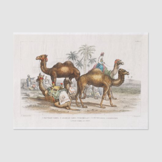 India Camels Illustration, 1820 Decoupage Tissuepapier (Voorkant)