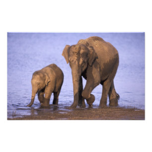 India, Nationaal park Nagarhole. Aziatische olifan Foto Afdruk
