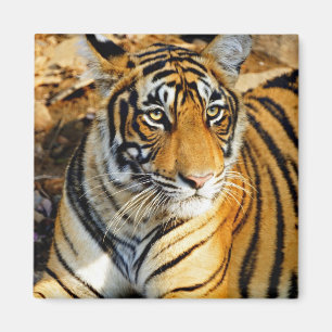 India, Sawai Madhopur, Ranthambore Nationaal Magneet