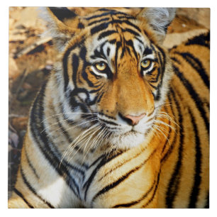 India, Sawai Madhopur, Ranthambore Nationaal Tegeltje