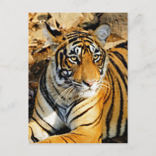 India, Sawai Madhopur, Ranthambore National Briefkaart