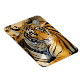 India, Sawai Madhopur, Ranthambore National Magneet (Rechterzijde)
