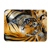 India, Sawai Madhopur, Ranthambore National Magneet (Horizontaal)