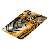 India, Sawai Madhopur, Ranthambore National Magneet (Linkerzijde)