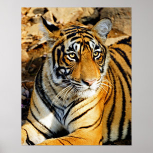 India, Sawai Madhopur, Ranthambore National Poster