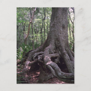 Indiaas Briefkaart van het Forest Artifact Custom