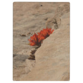 Indiaas penseel in Rocks bij Zion Klembord (Achterkant)