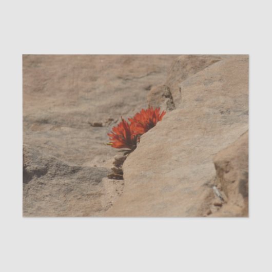 Indiaas penseel in Rocks bij Zion Tissuepapier (Voorkant)