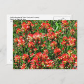 Indiaas penseelveld briefkaart (Voorkant / Achterkant)