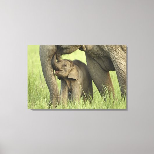 Indian / Asian Elephant and Young one, Corbett Canvas Afdruk (Voorkant)